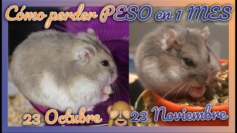 Ejercicio y Peso Saludable en H&aacute;msters: Gu&iacute;a Esencial