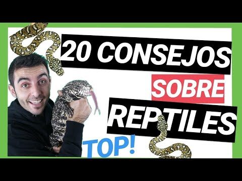 Aspectos Clave para Tener Reptiles como Mascotas
