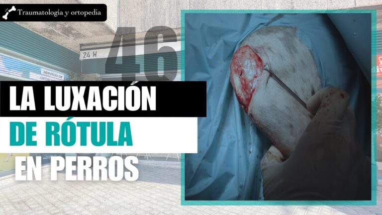 Expertos en Cirug&iacute;a Ortop&eacute;dica Veterinaria