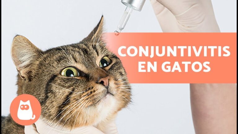 Cuidado Ocular de Mascotas: Productos Naturales Esenciales