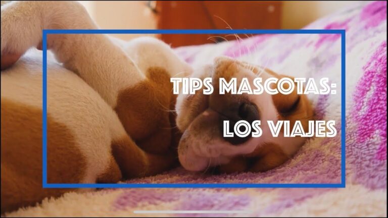 Veterinaria y Cuidado de Mascotas en Viajes: Gu&iacute;a Esencial