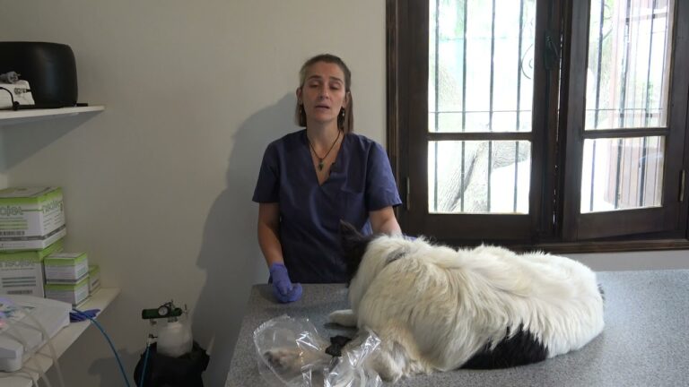 Terapias Complementarias en Veterinaria: Acupuntura y Fitoterapia