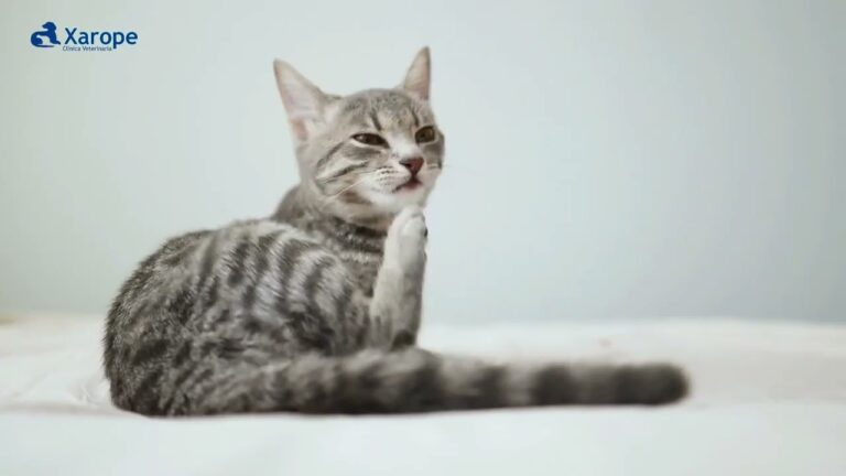 Desparasitaci&oacute;n Interna: Clave en el Cuidado Animal