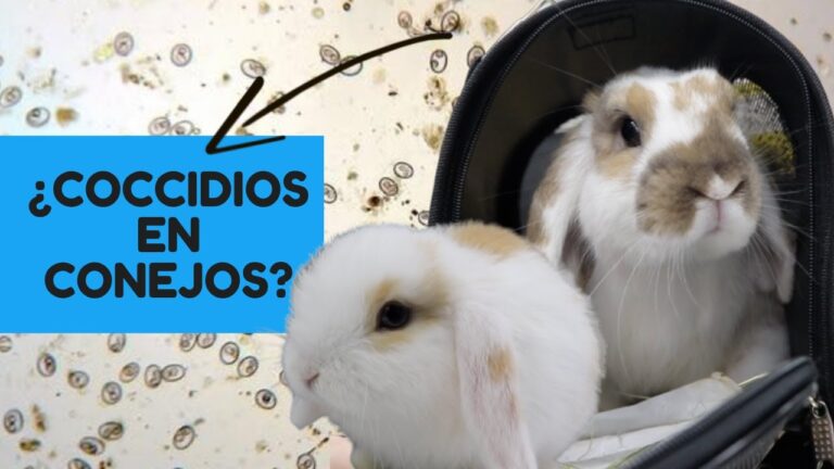 Prevenci&oacute;n Efectiva de Par&aacute;sitos en Animales Ex&oacute;ticos
