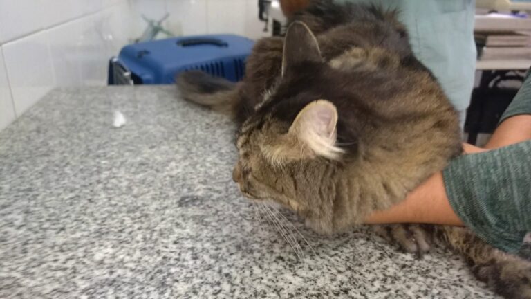 Veterinaria: Expertos en Implantación de Microchips