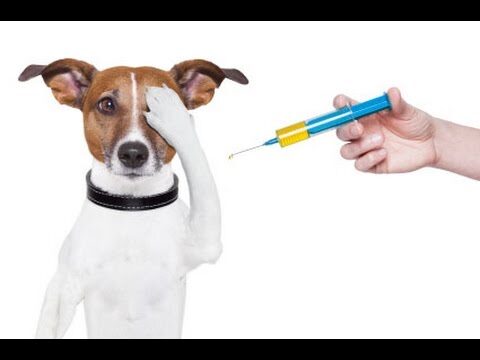 La Vacunaci&oacute;n: Clave en la Salud Preventiva de Mascotas