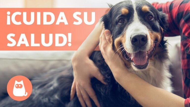 Consejos Efectivos para Mejorar la Higiene de tus Mascotas