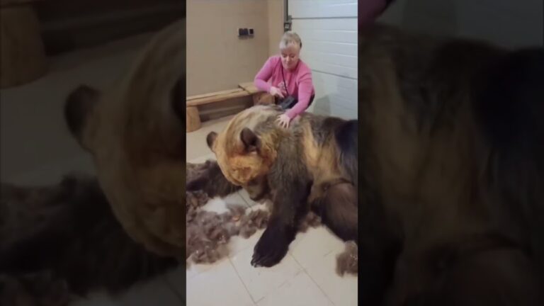 Bienestar y Aseo en el Corte de U&ntilde;as de Mascotas