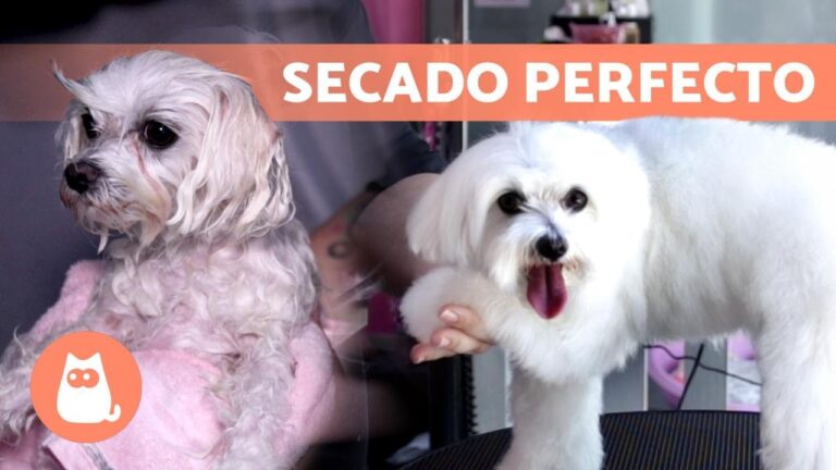 La importancia del aseo en el peinado de mascotas