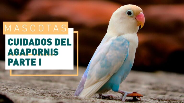 Aves Tropicales: Belleza y Cuidado Esencial