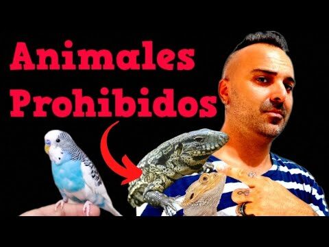 Requisitos Legales para Tener Reptiles como Mascotas