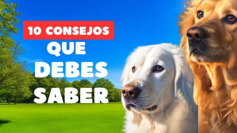 Consejos Prácticos de Higiene para el Bienestar de tus Mascotas