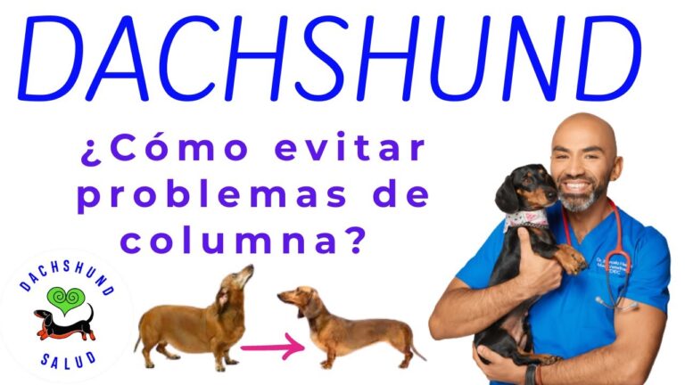 Prevenci&oacute;n de Problemas en las Patas Mediante la Higiene