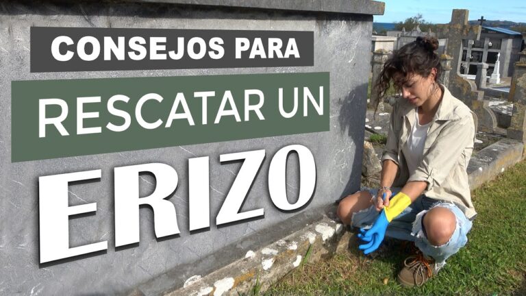 Control de Plagas en Mascotas Rescatadas: Consejos Esenciales