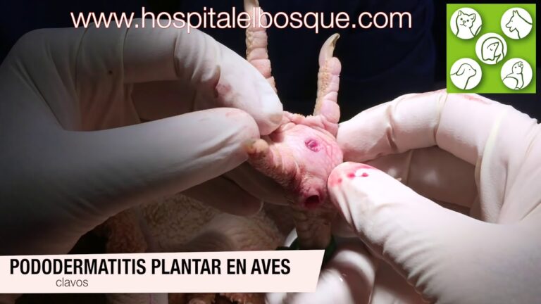 Manejo Efectivo de la Artritis en Aves