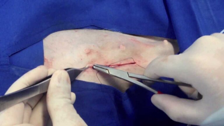 Avances en T&eacute;cnicas Quir&uacute;rgicas para Cirug&iacute;as Veterinarias