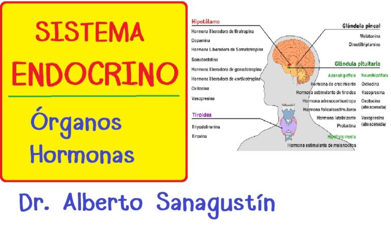 Factores Psicol&oacute;gicos que Causan Estr&eacute;s en Mascotas