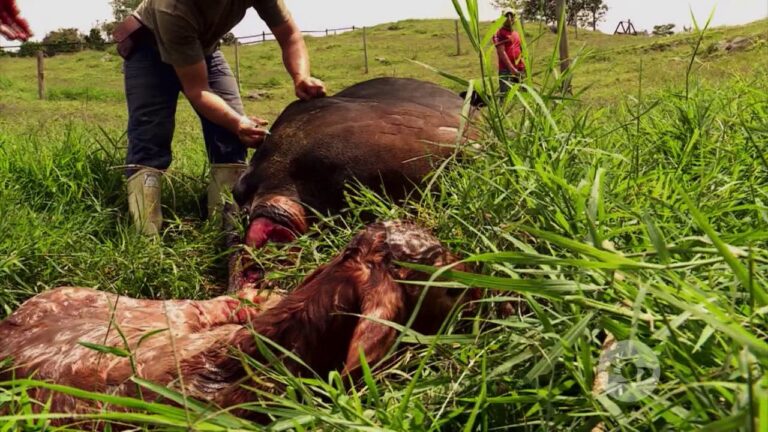 Prevenci&oacute;n de Enfermedades en la Cr&iacute;a Postparto de Animales