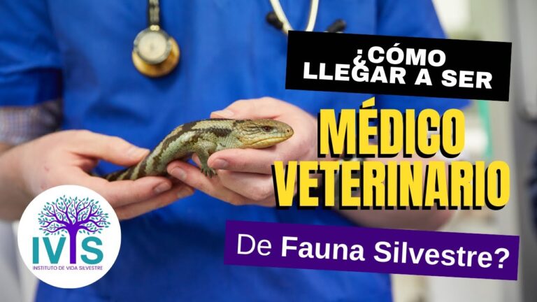 Explorando la Vida Silvestre y la Veterinaria