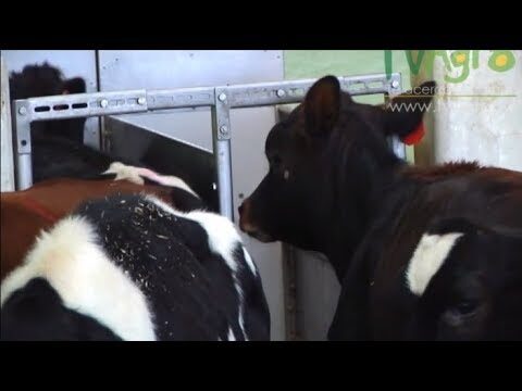 La relevancia de la veterinaria rural en la producci&oacute;n lechera