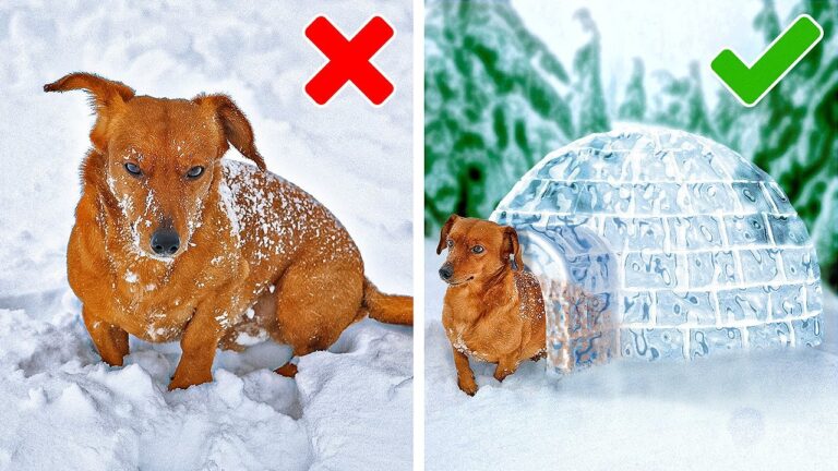 Consejos de Higiene Esenciales para Due&ntilde;os de Mascotas