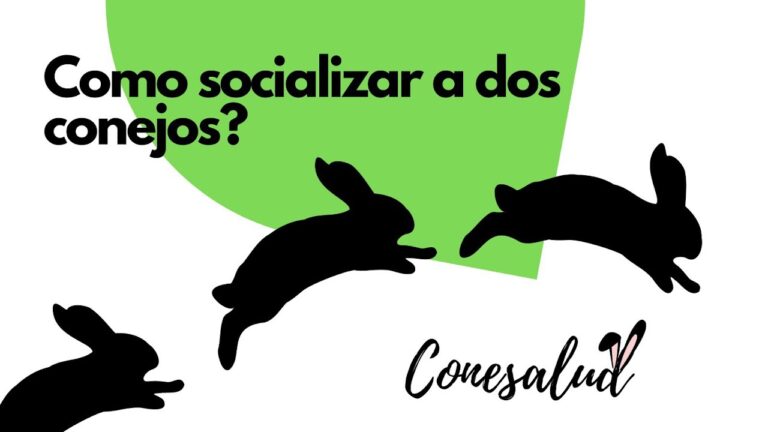 La importancia de socializar conejos para su bienestar
