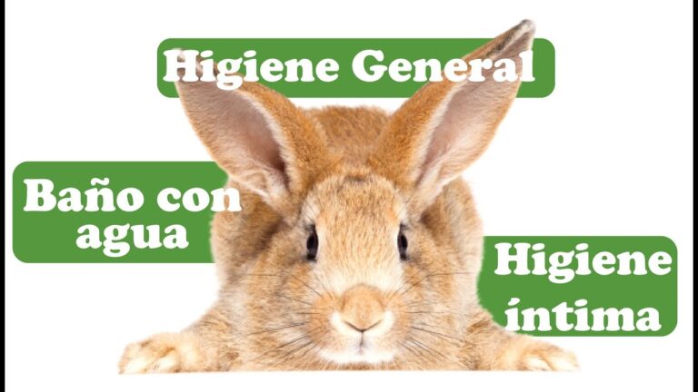 Gu&iacute;a de Limpieza Esencial para Conejos como Mascotas