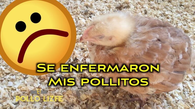 Cuidados Preventivos para Aves Saludables