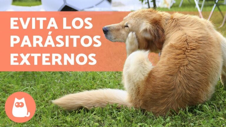 Estrategias Efectivas para la Prevenci&oacute;n de Par&aacute;sitos en Animales Dom&eacute;sticos