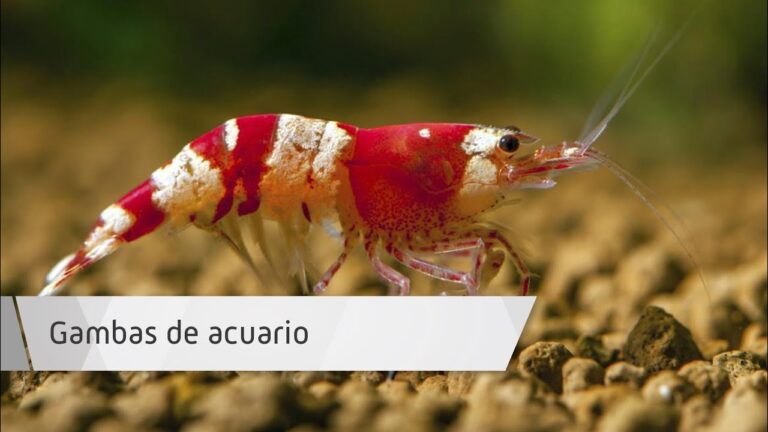 Atenci&oacute;n Veterinaria para Animales Ex&oacute;ticos de Acuario