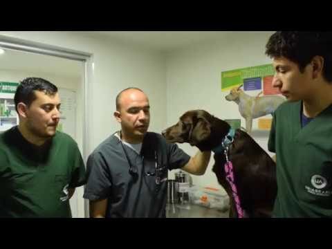 Avances en Procedimientos Quir&uacute;rgicos Oculares para Animales