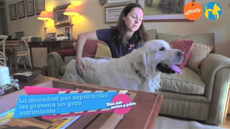 S&iacute;ntomas de Ansiedad en Perros y su V&iacute;nculo con la Psicolog&iacute;a Animal