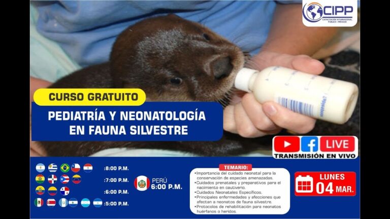 Cuidados Espec&iacute;ficos en la Rehabilitaci&oacute;n de Animales Ex&oacute;ticos