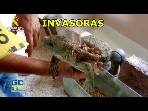 Cuidado Veterinario Responsable de Especies Ex&oacute;ticas