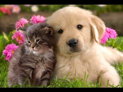 Gu&iacute;a de Investigaci&oacute;n Previas a la Adopci&oacute;n de Mascotas