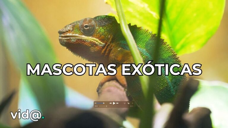 Bienestar de Reptiles como Mascotas Ex&oacute;ticas