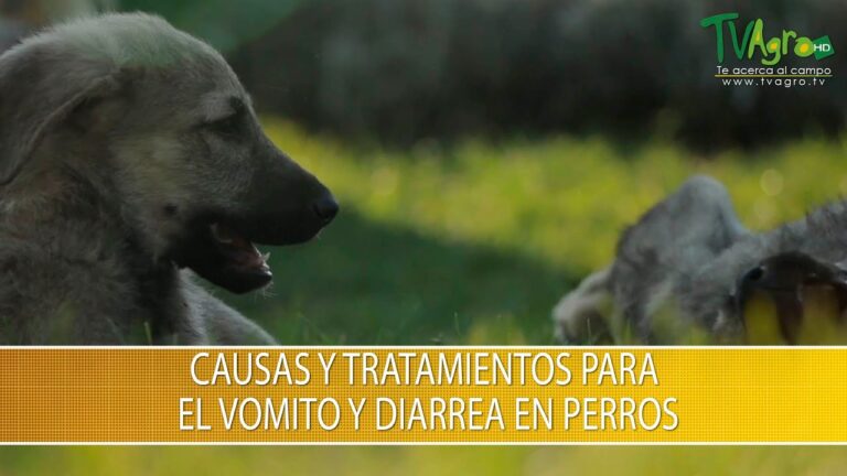 V&oacute;mitos Constantes en Mascotas: Gu&iacute;a de Acci&oacute;n y Recursos de Asistencia