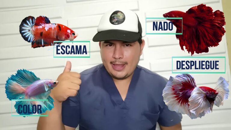 Estrategias Efectivas en Tratamientos Veterinarios para Peces Enfermos