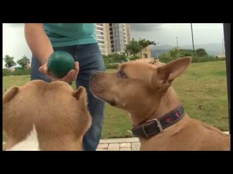 Accesorios y Productos Esenciales para la Salud y Bienestar de Mascotas