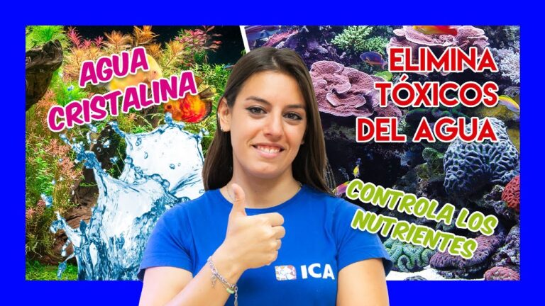 Filtraci&oacute;n de Calidad: Clave para la Salud de los Peces
