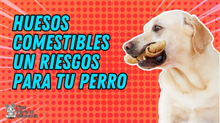 Beneficios de los juguetes masticables para la salud de tu mascota