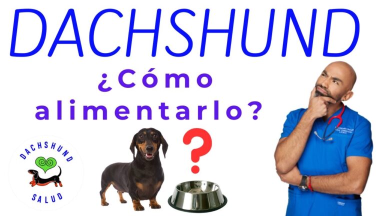 Accesorios Esenciales para la Salud y Vitalidad de tu Mascota