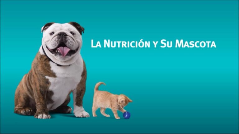Guía de dieta saludable para mascotas en clínicas veterinarias