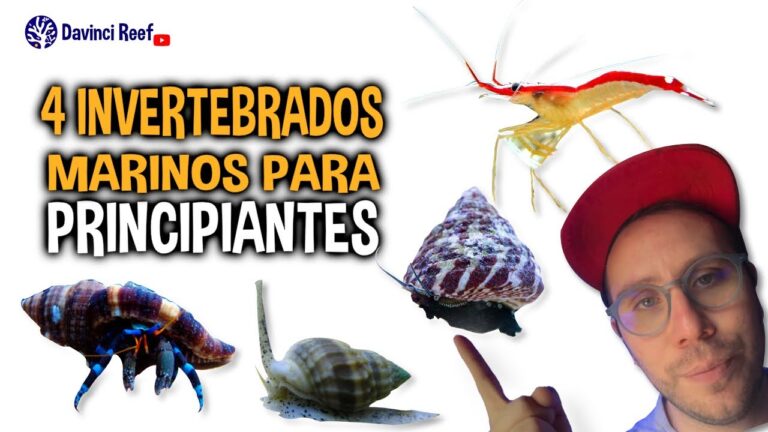 Desparasitaci&oacute;n: Esencial para el Cuidado de Animales Marinos