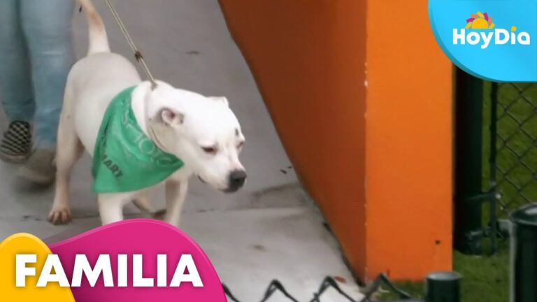Consejos Esenciales para Adoptar Animales en Refugios