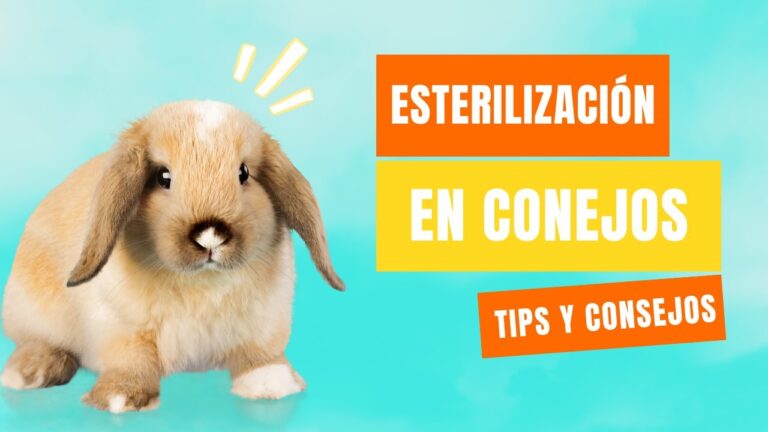 Gu&iacute;a de Recomendaciones para la Castraci&oacute;n de Conejos