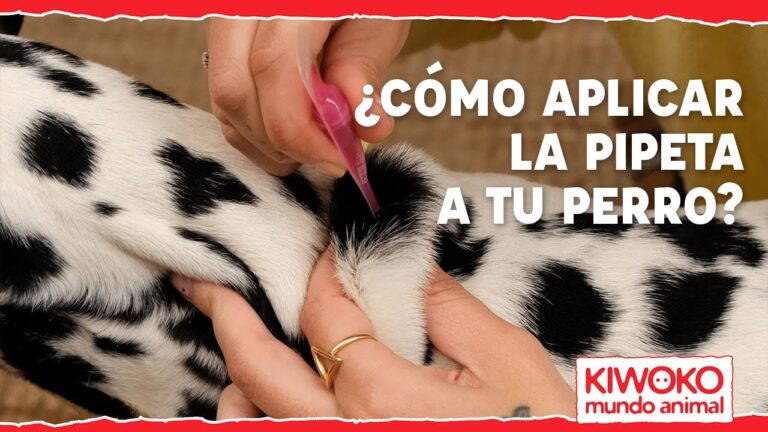 Claves para una Desparasitaci&oacute;n Efectiva de Mascotas Seg&uacute;n Veterinarios