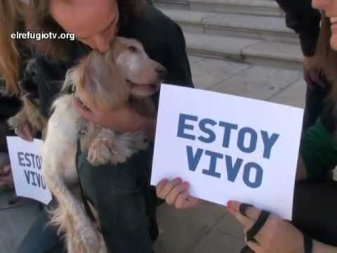 Defensa de los Animales en Sacrificios Legales