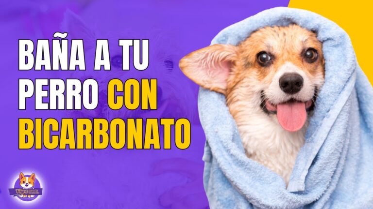 Beneficios del Aseo en Seco para la Higiene de Mascotas