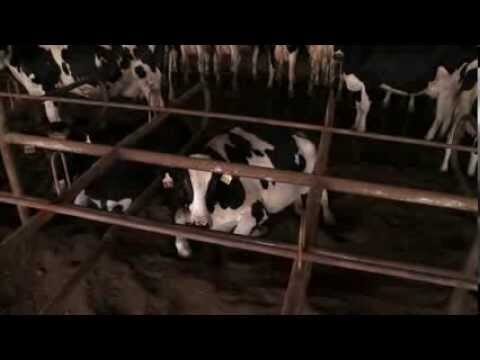 Prevenci&oacute;n de Enfermedades Mediante la Higiene Animal